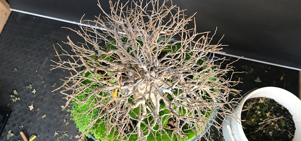 Chinese Hackberry Bonsai trees