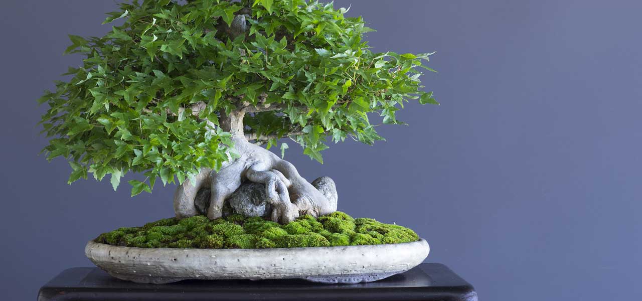 introduction to the art of bonsai