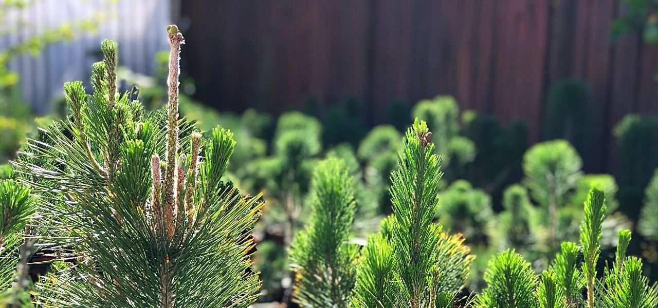 8 Tips for growing awesome shohin pine