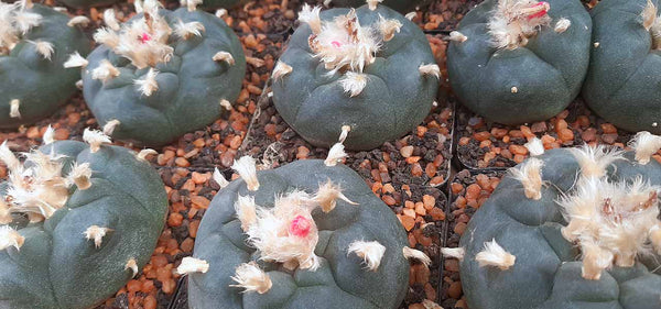 Lophophora williamsii, ancient & mythical cactus - Bonsai Tree (Pty) Ltd.