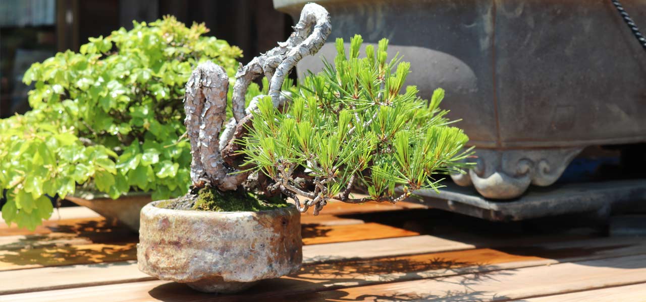 8 Bonsai Goals for 2020