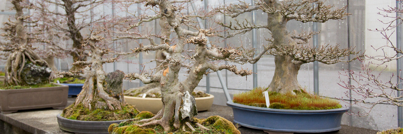 Chinese maple bonsai trees