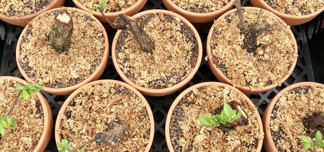 cork bark chinese elm cuttings bonsai