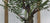 cork bark elm bonsai progression
