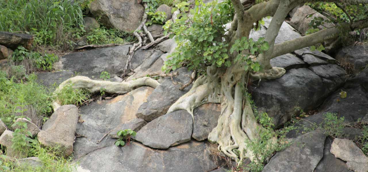 Ficus - Roots from the sky