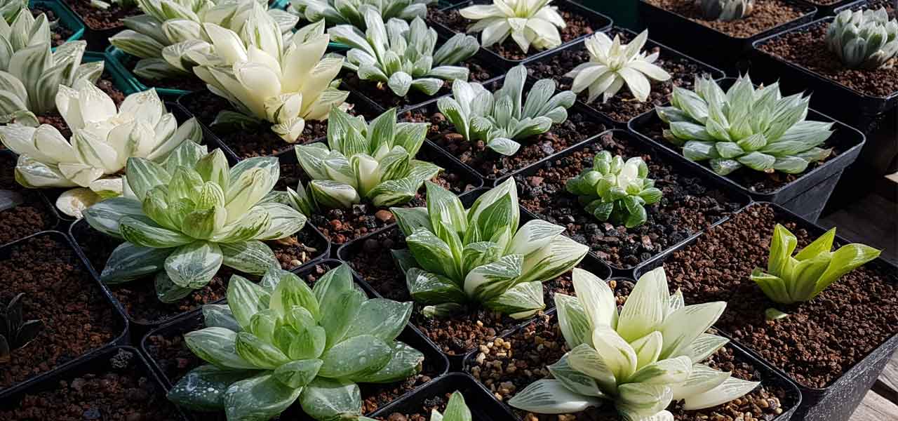 haworthia basics care harry lewis
