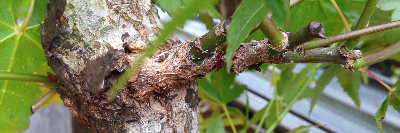 japanese maple bonsai tree grafting
