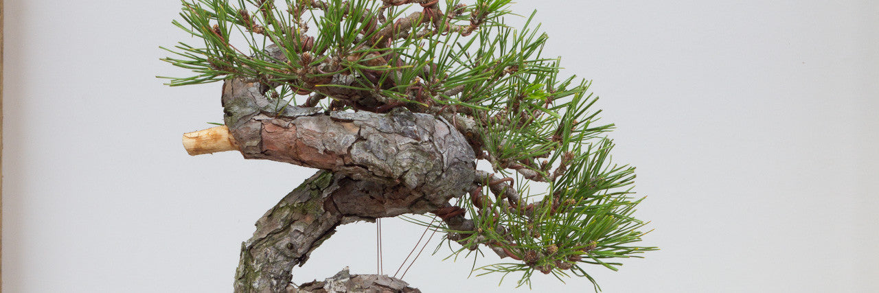 japanese red pine bonsai trees