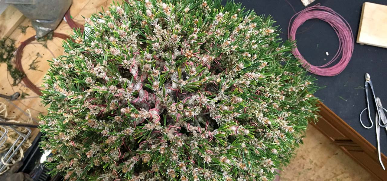 wiring and styling a kotobuki japanese black pine