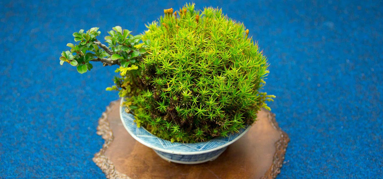 kusamono japanese bonsai accent