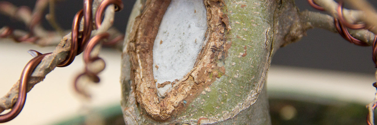 Large scars on bonsai trees