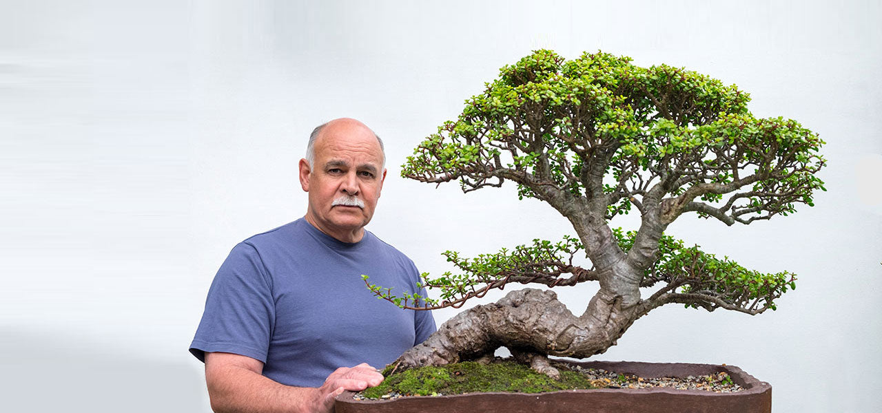 Portulacaria afra “the underdog“