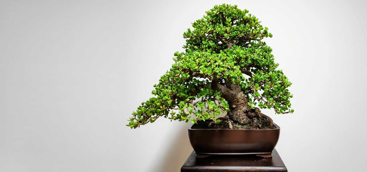Portulacaria afra bonsai moshe emergui