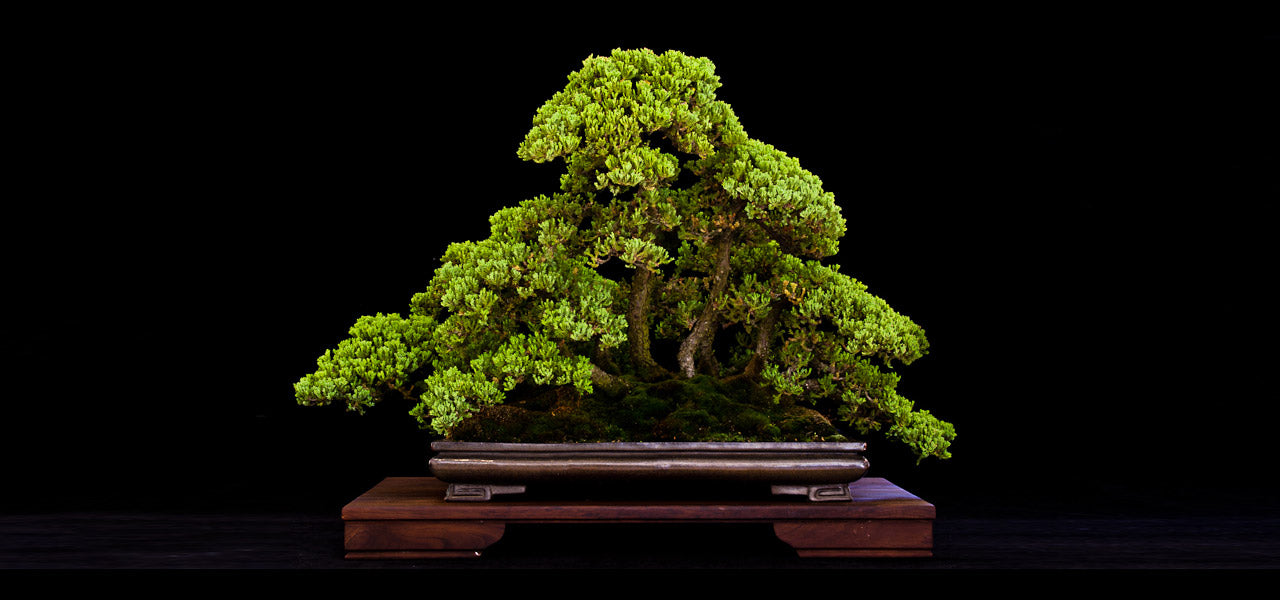 rudi adam bonsai juniper forest