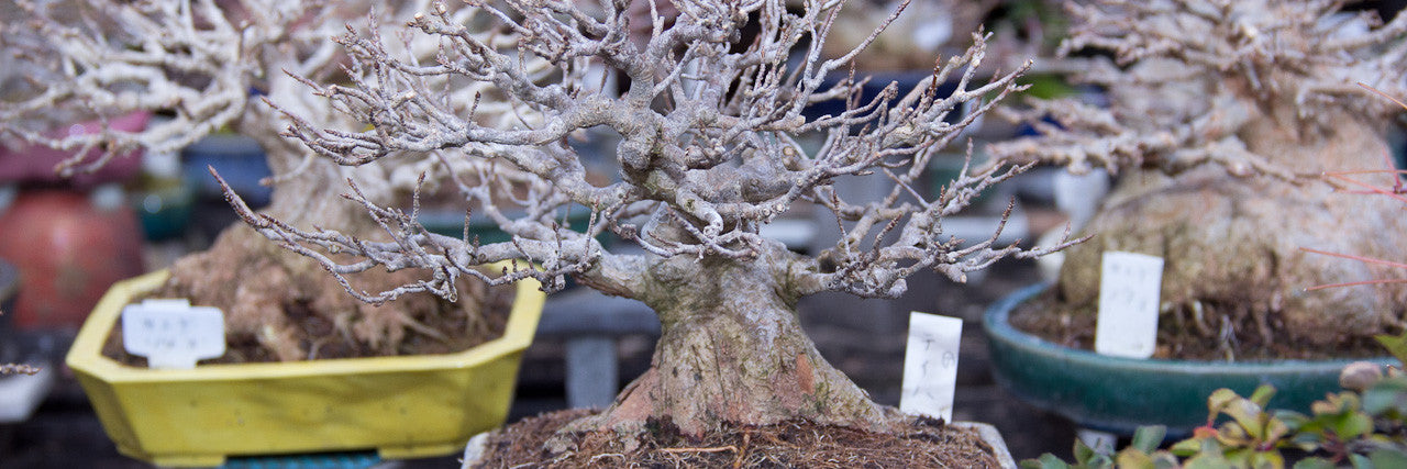 Shohin bonsai trees kojuen