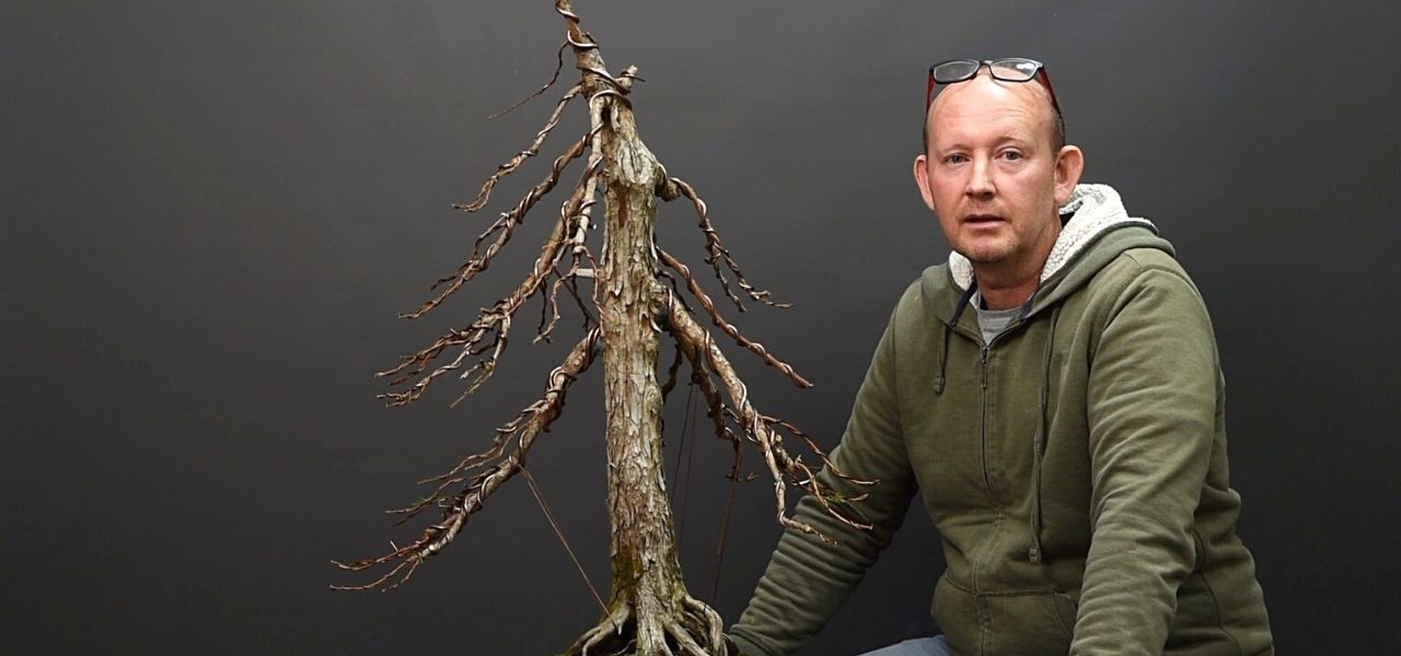 swamp cypress bonsai