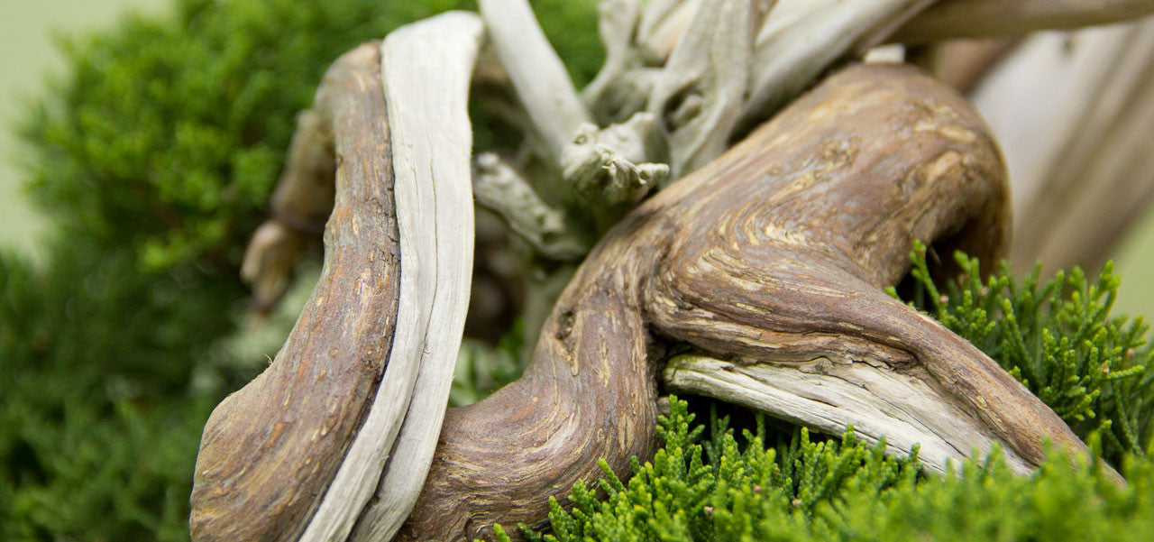 Taikan-ten, Kyoto, Japan 2016