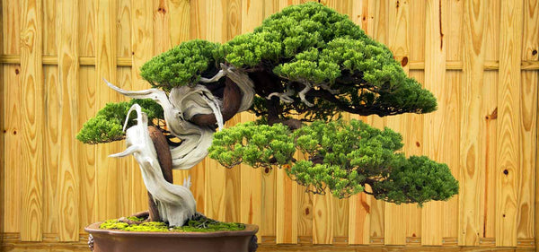 bonsai büro Bonsai work table – Rojin Bonsai Studio main image 0