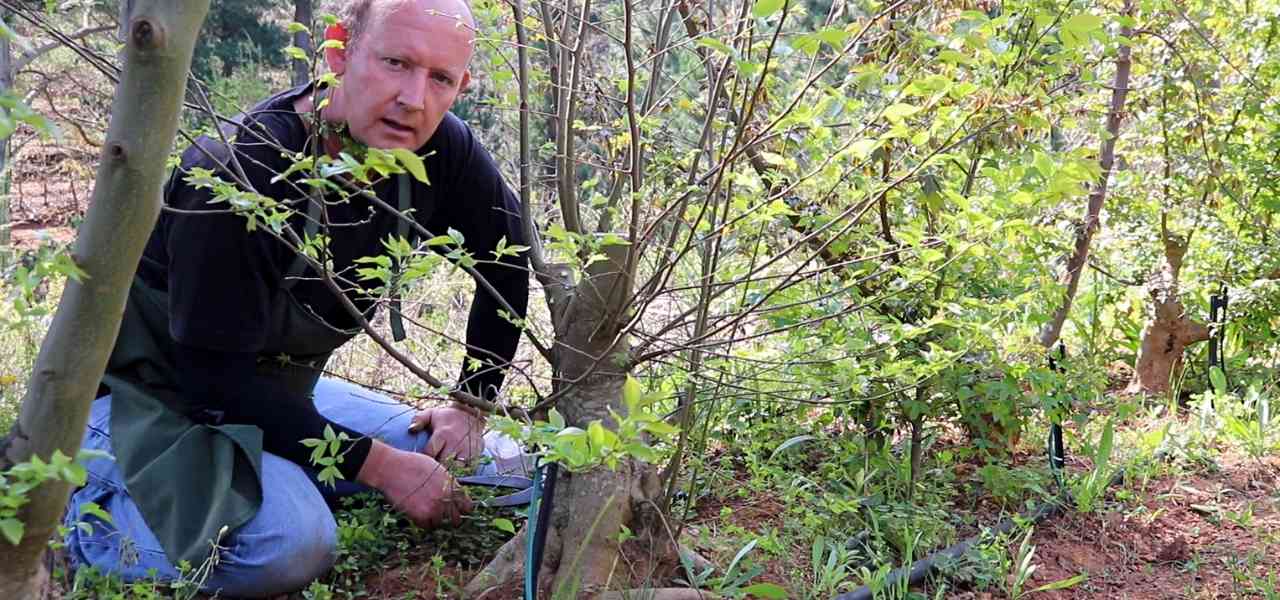 bonsai field growing tips