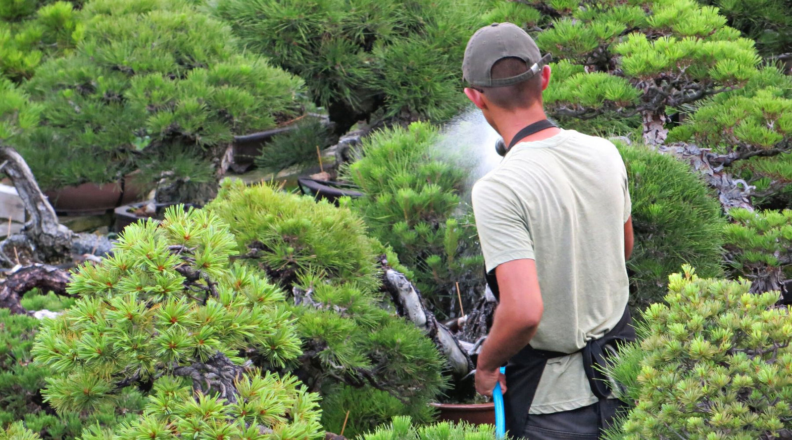 watering suggestions and tips for bonsai trees