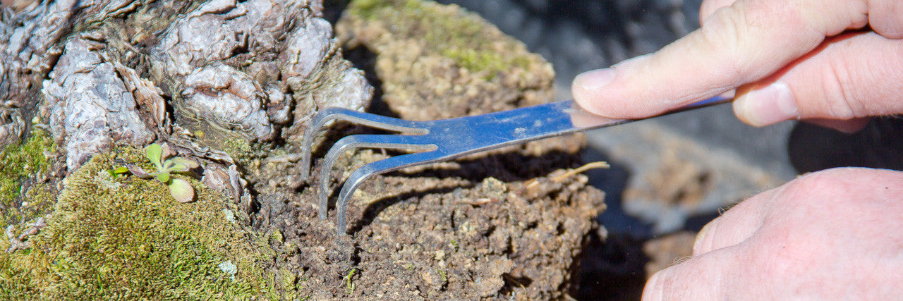 repotting bonsai trees