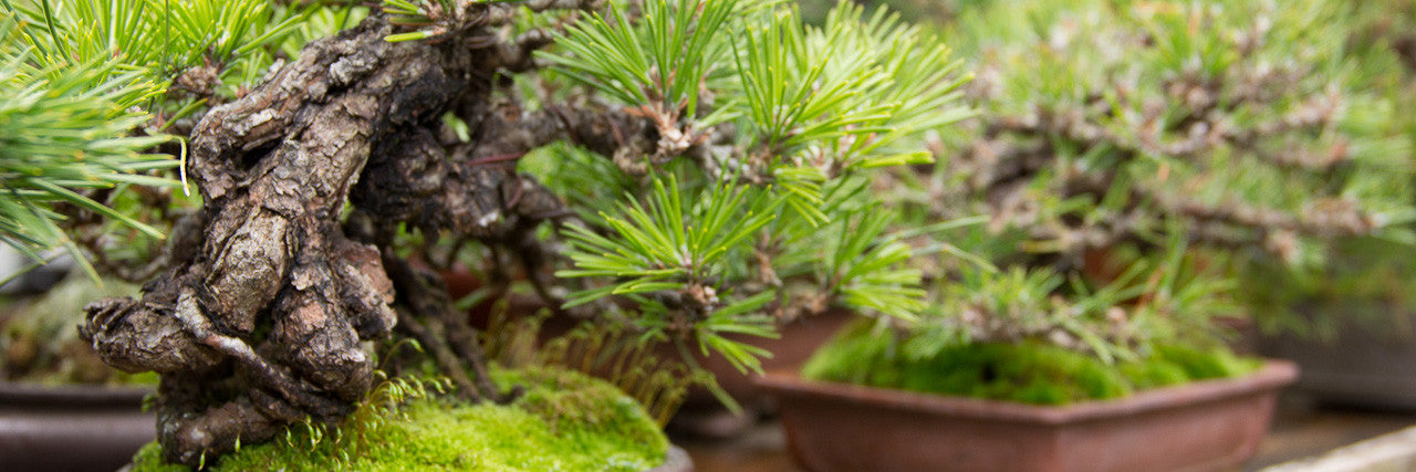 Yorozuen shohin bonsai nursery