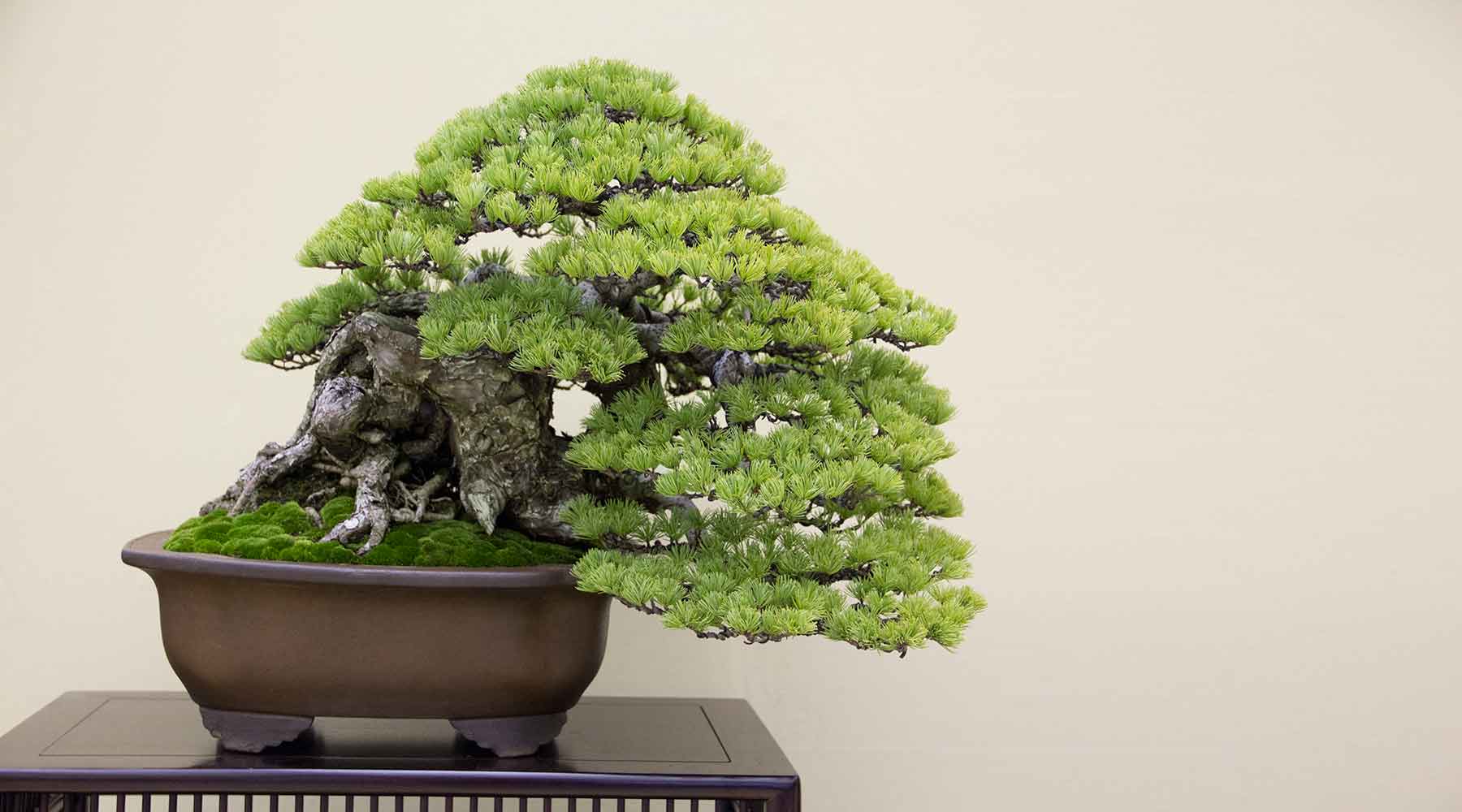 Grafting and Sealers bonsai collection