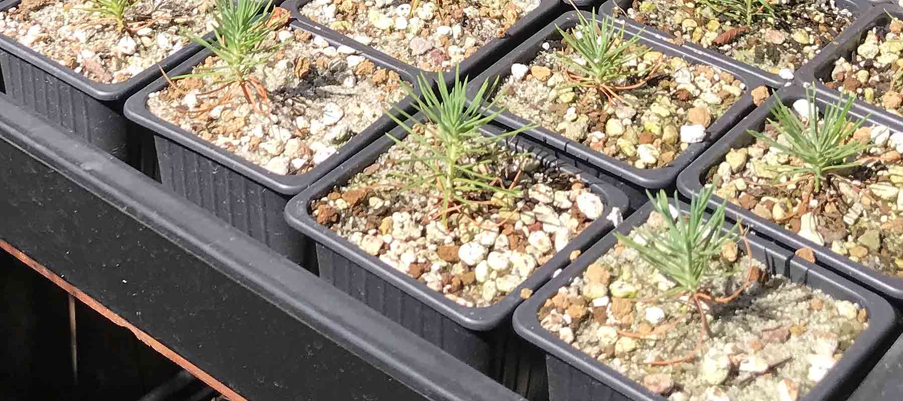 Plastic Seedling & Growing Containers