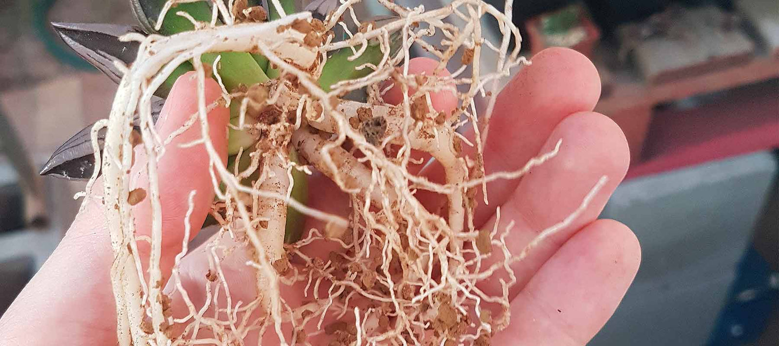 akadama for succulent growers