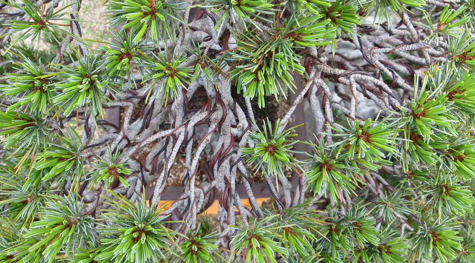 bonsai wire aluminium copper