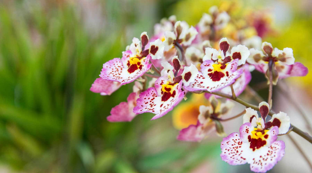 tolumnia orchid growing supplies