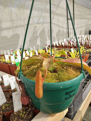 Tropical Pitcher, Nepenthes 'rokko x gentle' -  Large plant in 21cm plastic pot or hanging basket - Carnivorous Plant