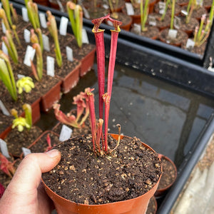 Trumpet Pitcher, Sarracenia 'Ende' -  Medium to Large plant. 12cm plastic container. - Carnivorous Plant