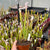 Trumpet Pitcher, Sarracenia 'Leucophylla var.alba seedling 13 #10.' Special Import. -  Medium to Large plant. 12cm plastic container. - Carnivorous Plant