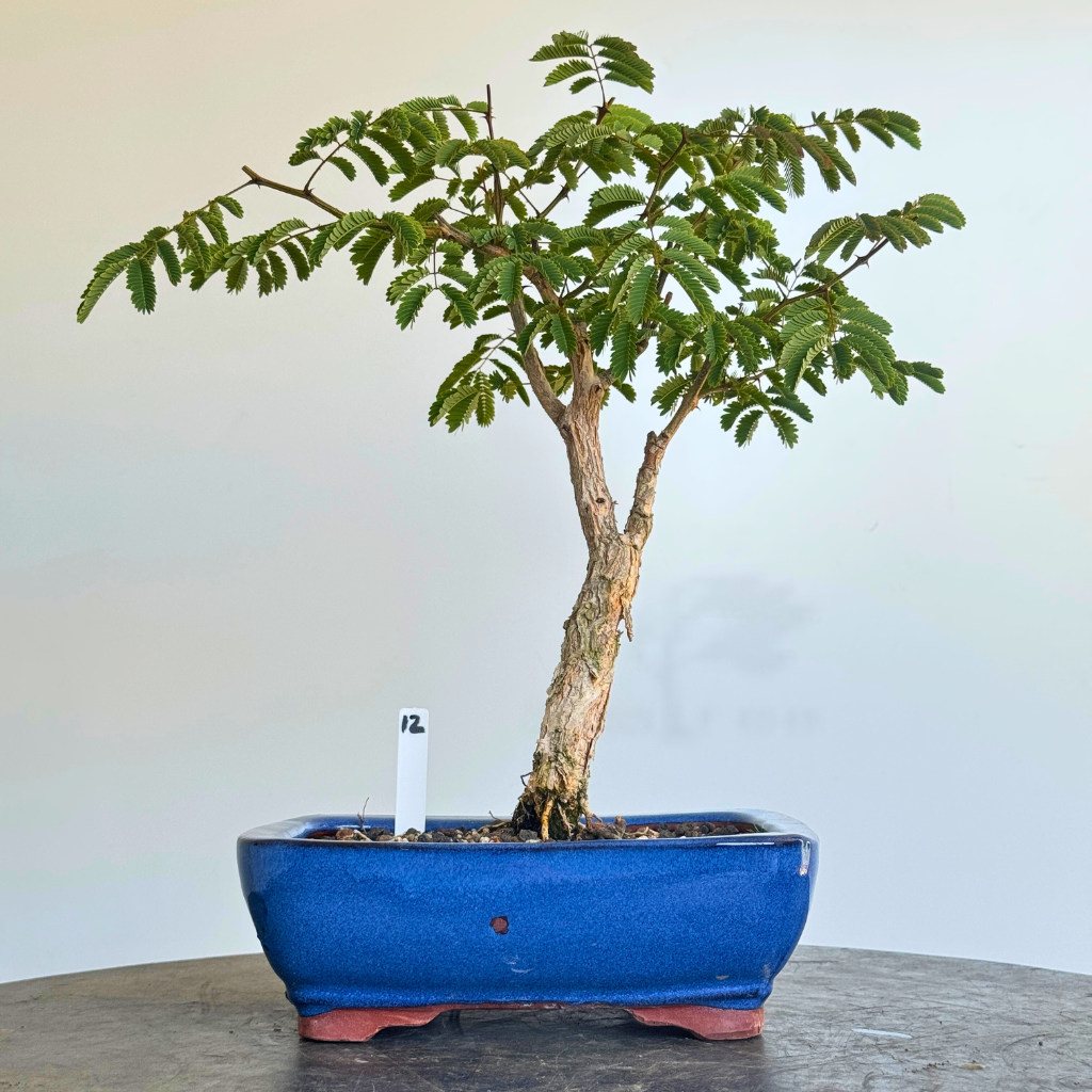 Acacia galpinii, Monkey Thorn