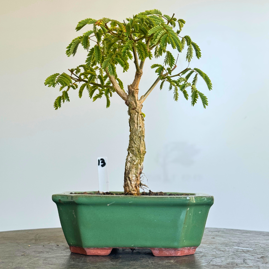 Acacia galpinii, Monkey Thorn