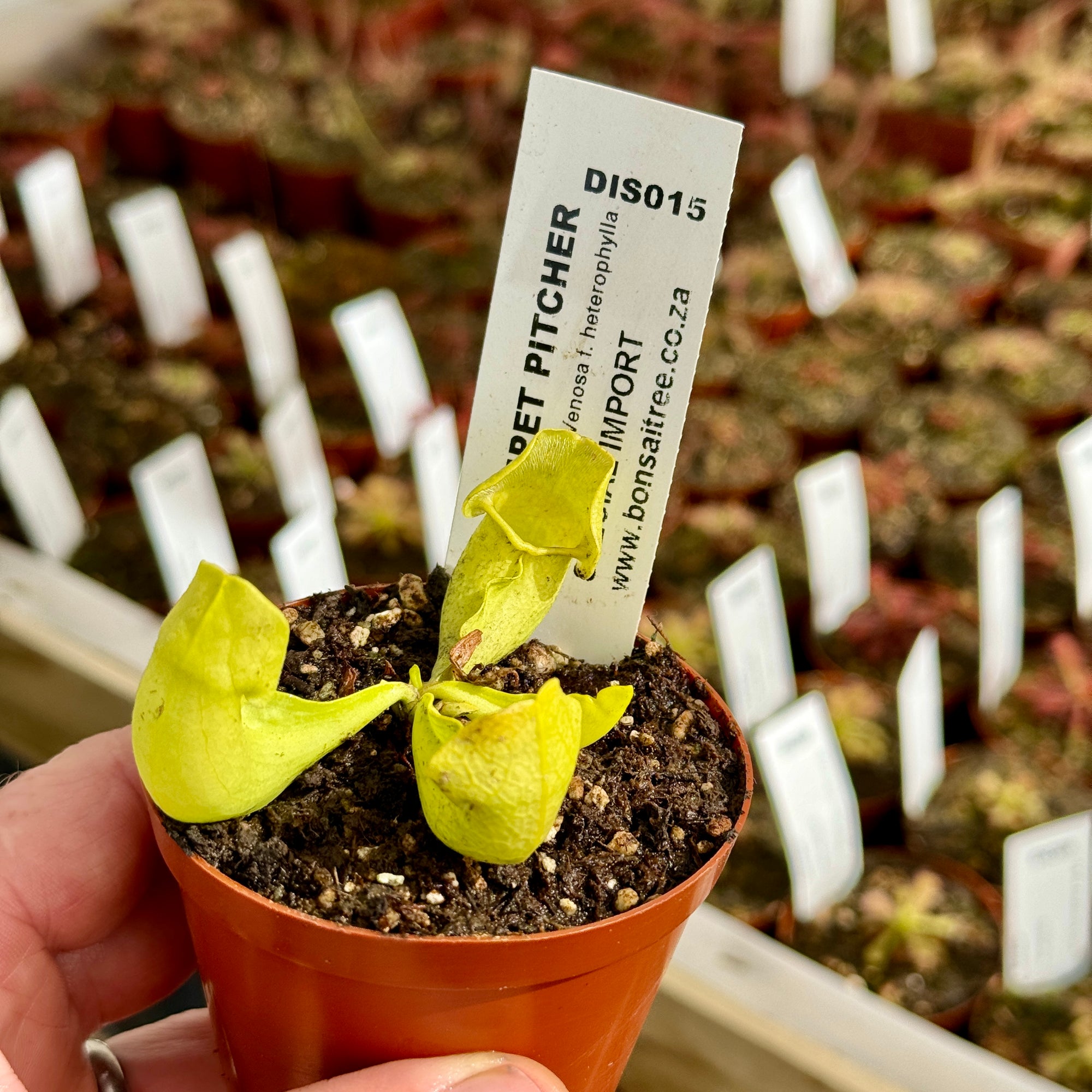 Trumpet Pitcher, Sarracenia purpurea ssp. Venosa f. heterophylla.' Special Import. -  Small to Medium plant. 7.5cm plastic container. - Carnivorous Plant