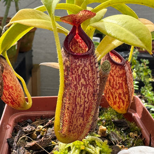 Tropical Pitcher, Nepenthes 'maxima x aristolochiodes' -   - Carnivorous Plant