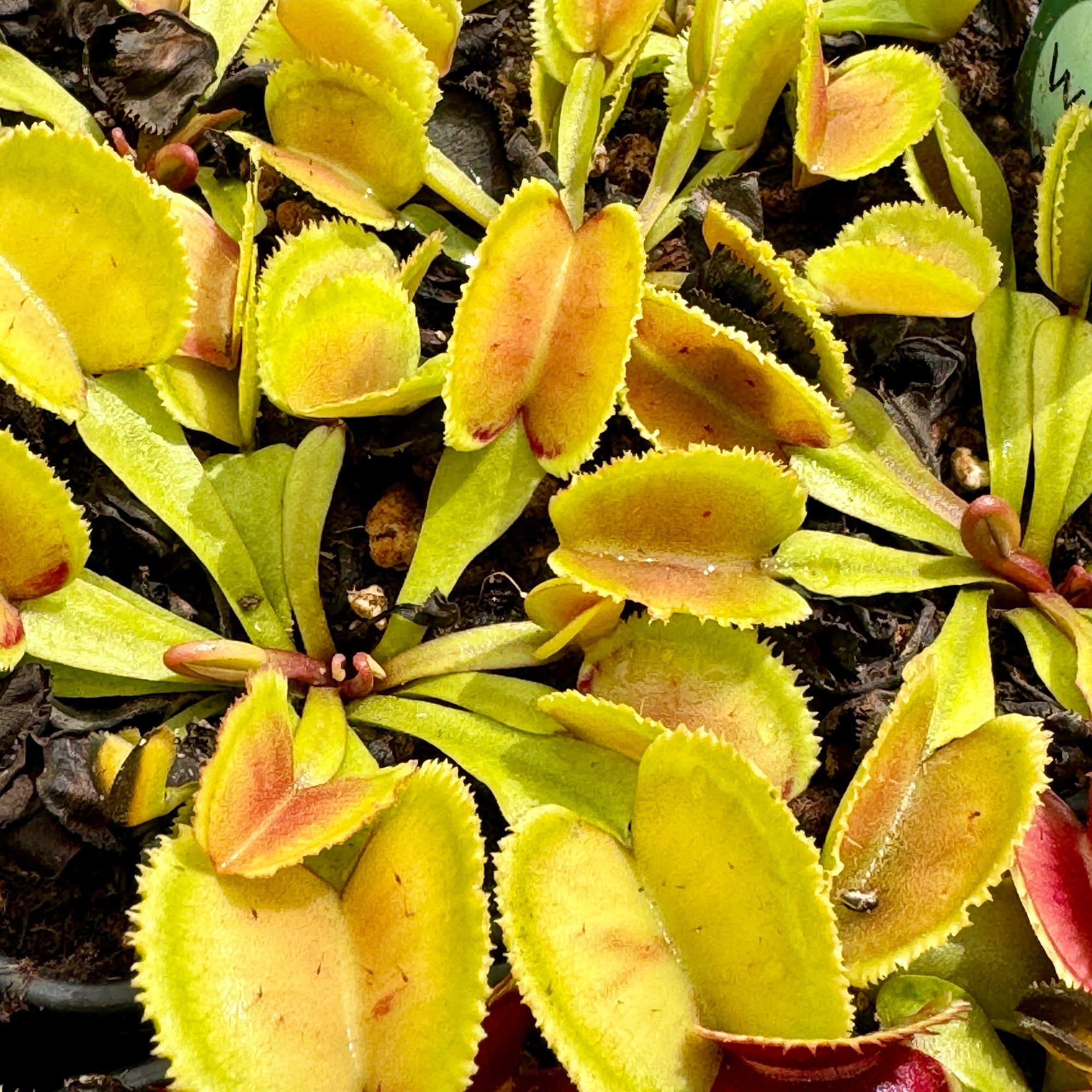 Venus Fly Trap, 'Whale.' Special Import. -   - Carnivorous Plant