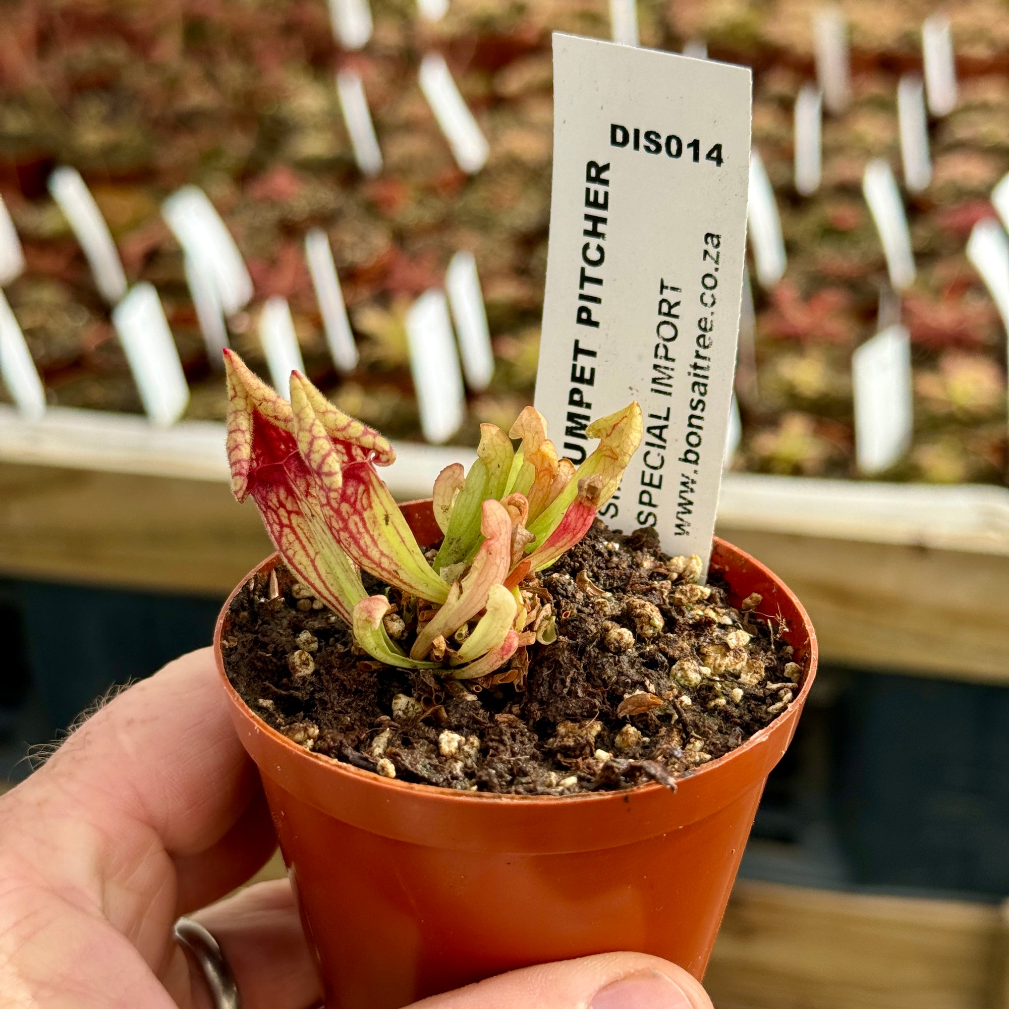 Trumpet Pitcher, Sarracenia purpurea 'Smurf.' Special Import. -  Small to Medium plant. 7.5cm plastic container. - Carnivorous Plant