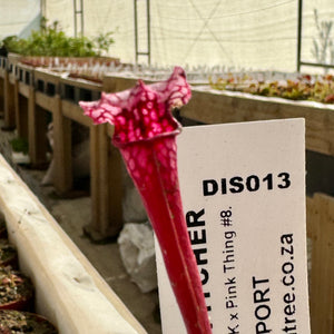 Trumpet Pitcher, Sarracenia 'Leucophylla L18MK x Pink Thing #8.' Special Import. -   - Carnivorous Plant