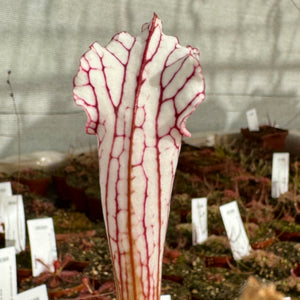 Trumpet Pitcher, Sarracenia leucophylla very white top DFL10. Special Import. -   - Carnivorous Plant