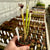 Trumpet Pitcher, Sarracenia 'Painted Black.' Special Import. -  Small to Medium plant. 7.5cm plastic container. - Carnivorous Plant