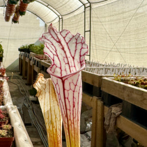 Trumpet Pitcher, Sarracenia leucophylla very white top DFL10. Special Import. -   - Carnivorous Plant
