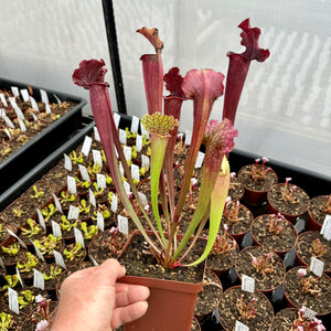 Trumpet Pitcher, Sarracenia 'Sarracenia (64)' -  Medium to Large plant. 12cm plastic container. - Carnivorous Plant