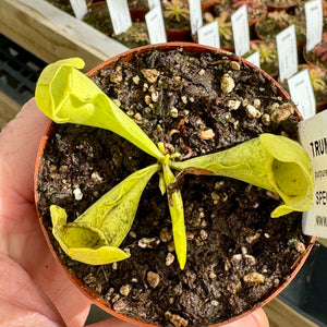 Trumpet Pitcher, Sarracenia purpurea ssp. Venosa f. heterophylla.' Special Import. -   - Carnivorous Plant