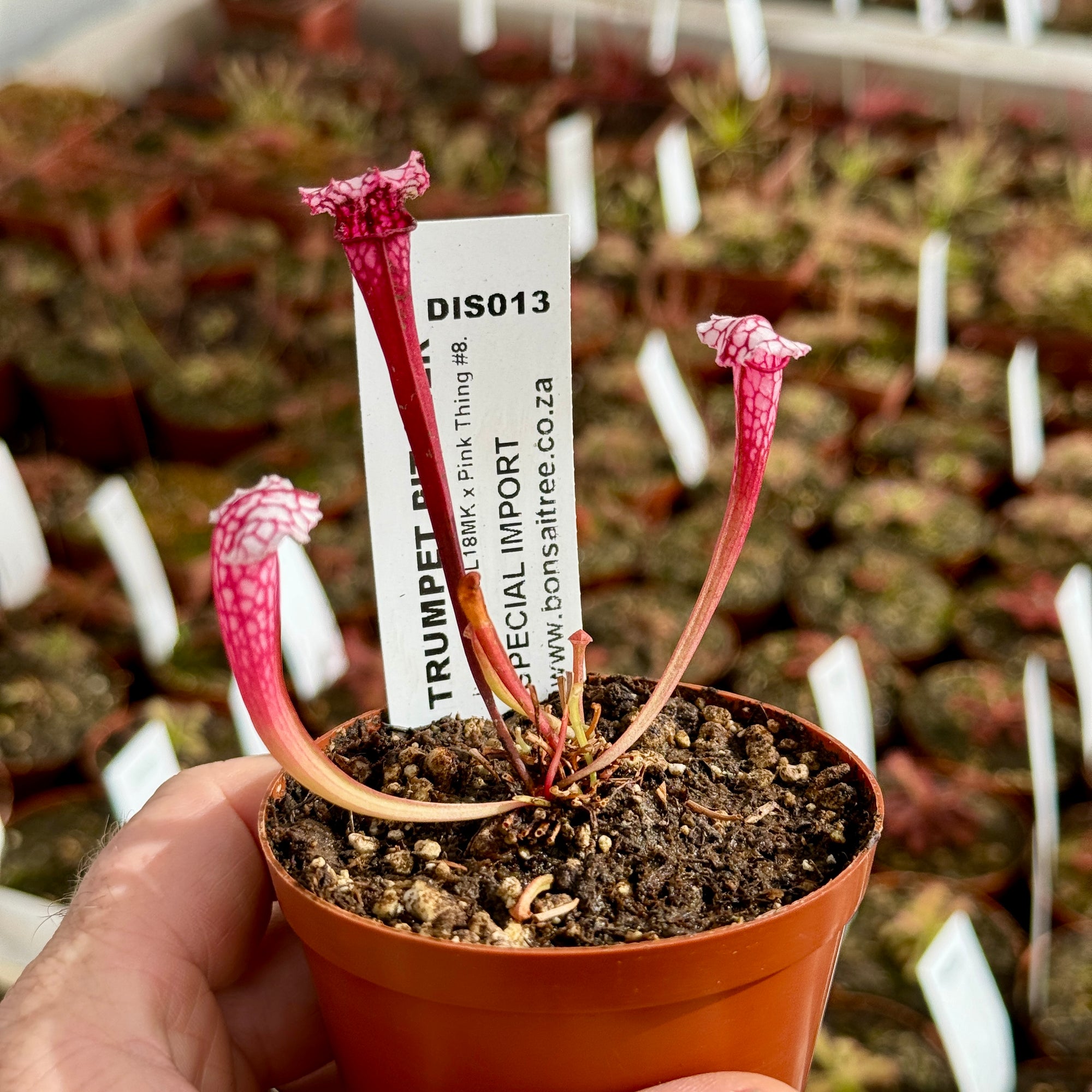 Trumpet Pitcher, Sarracenia 'Leucophylla L18MK x Pink Thing #8.' Special Import. -  Small to Medium plant. 7.5cm plastic container. - Carnivorous Plant