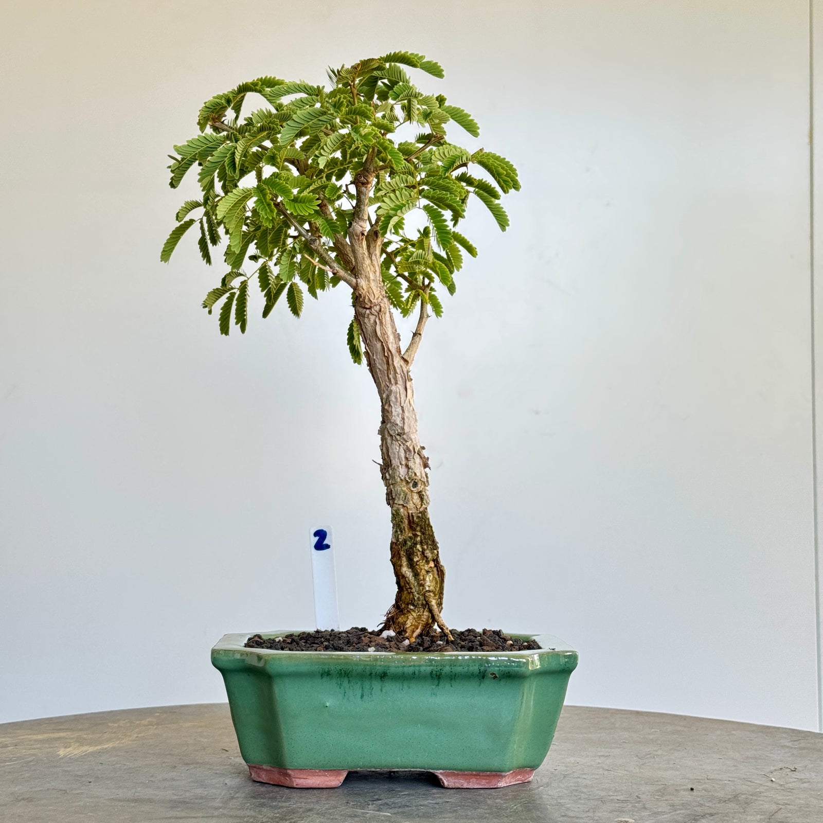 Acacia galpinii, Monkey Thorn