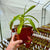 Tropical Pitcher, Nepenthes 'ventricosa x (ventricosa x trusmadiensis)' -   - Carnivorous Plant