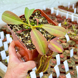 Tropical Pitcher, Nepenthes 'spathulata x peltata,' BE-3866 -   - Carnivorous Plant